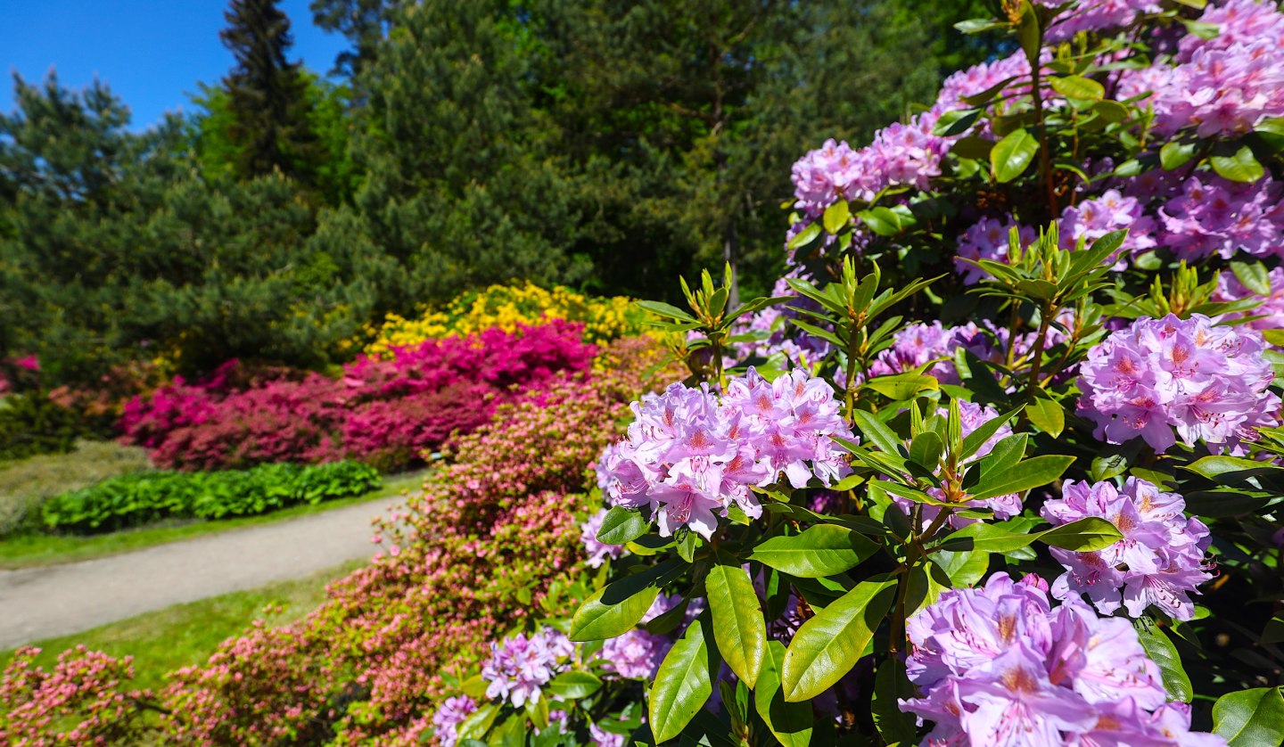 Farbenfrohe Rhododendren im Ostseeheilbad Graal-Müritz – ein Paradies für Naturliebhaber und Spaziergänger., © TMV/Gohlke