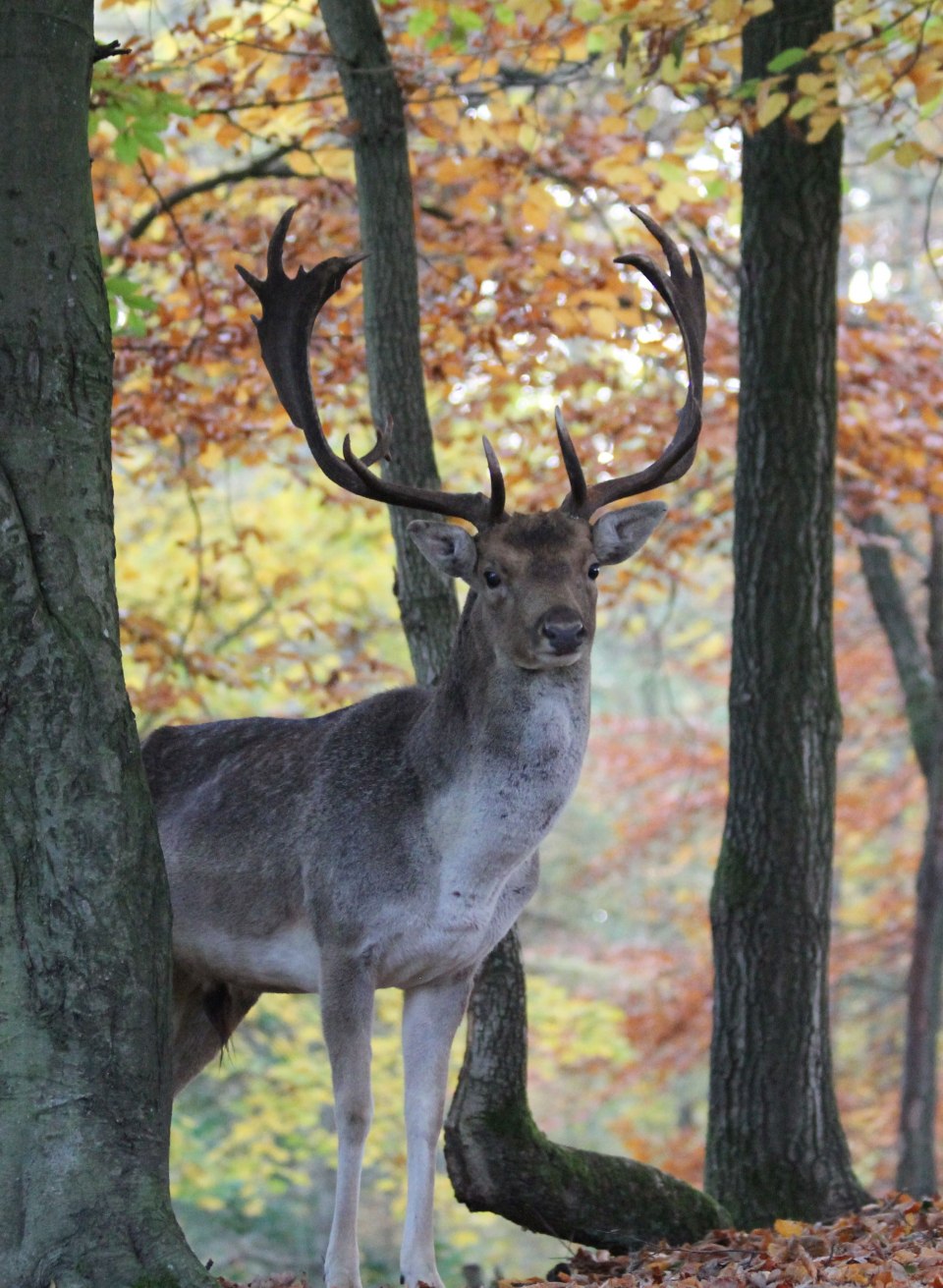 Ein prächtiger Damhirsch steht aufmerksam im herbstlich gefärbten Wald des Wildparks MV. Das leuchtende Laub und die ruhige Atmosphäre des Wildgeheges bieten die perfekte Kulisse, um die majestätischen Tiere in ihrer natürlichen Umgebung zu beobachten.