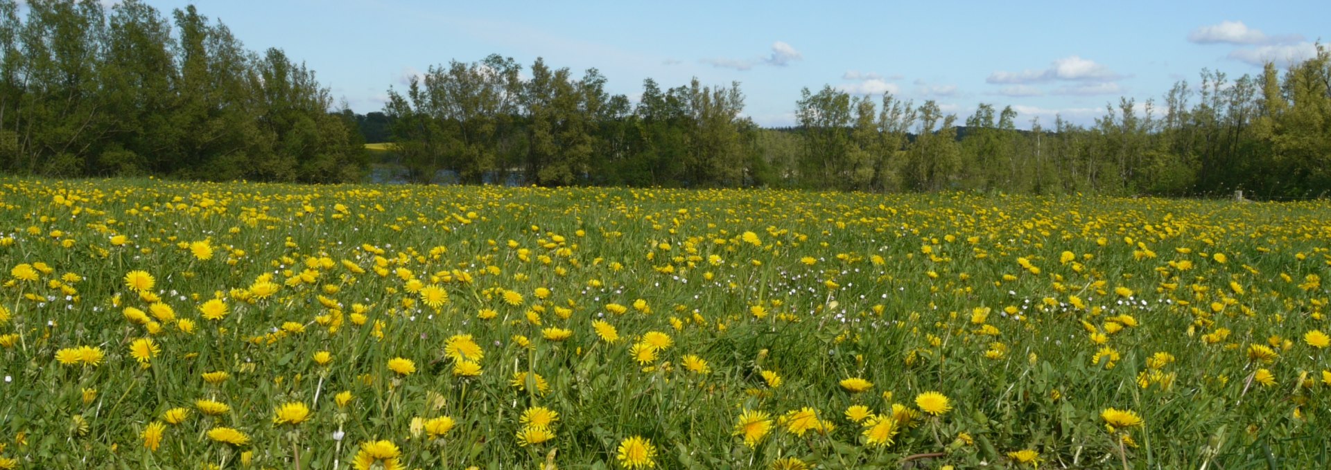 Wiese bei Lenzen, © Naturpark Sternberger Seenland