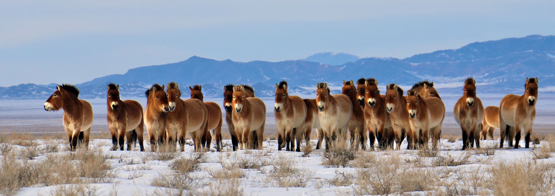 Przewalskipferde in ihrem mongolischen Streifgebiet auch Tachi genannt, © Stefan Schomann