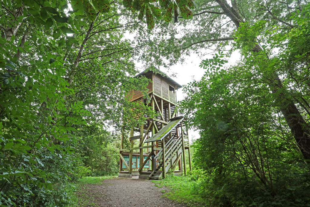 Aussichtsturm Moorochse nördlich am Plauer See, © TMV/Gohlke