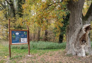 Beginn des Lehrpfads an alter Eiche hinter dem Forstamt Schuenhagen, © Liv E. Ipsen