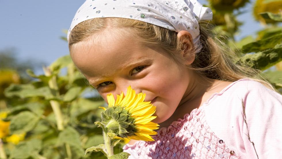 Kleine Viecherei Sonnenblume, © Vision Foto