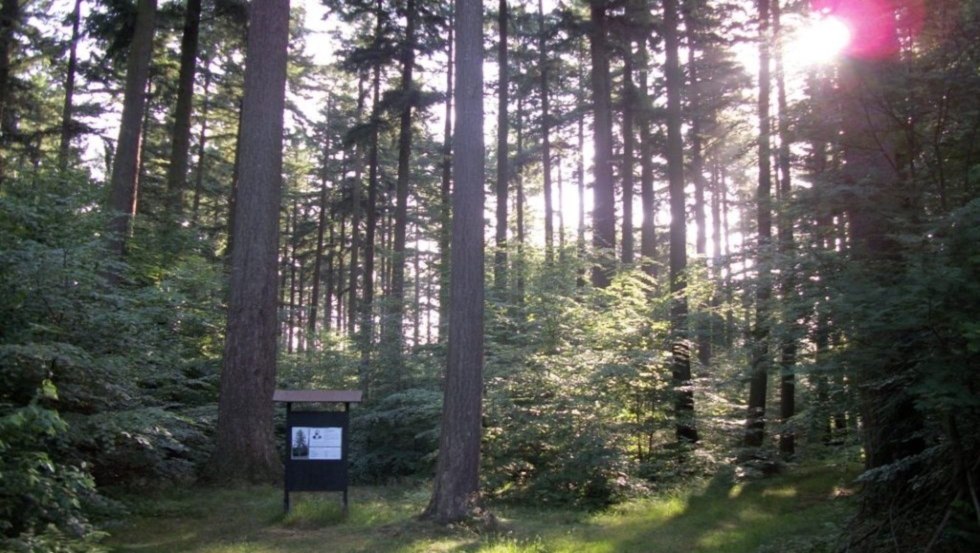 Douglasien bei Parchim mit Infotafel, © Foto: Stadt Parchim