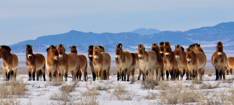 Przewalskipferde in ihrem mongolischen Streifgebiet auch Tachi genannt, © Stefan Schomann