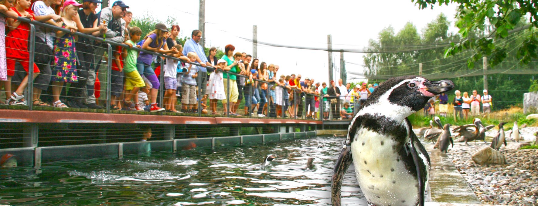 Pinguinfütterung, © Vogelpark Marlow/Zöger