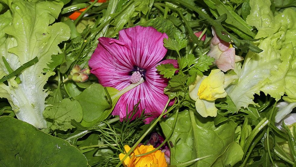 Unsere Dauerrenner: regionaler Wildblütensalat, in den Erntemonaten täglich frisch., © Jean Müller