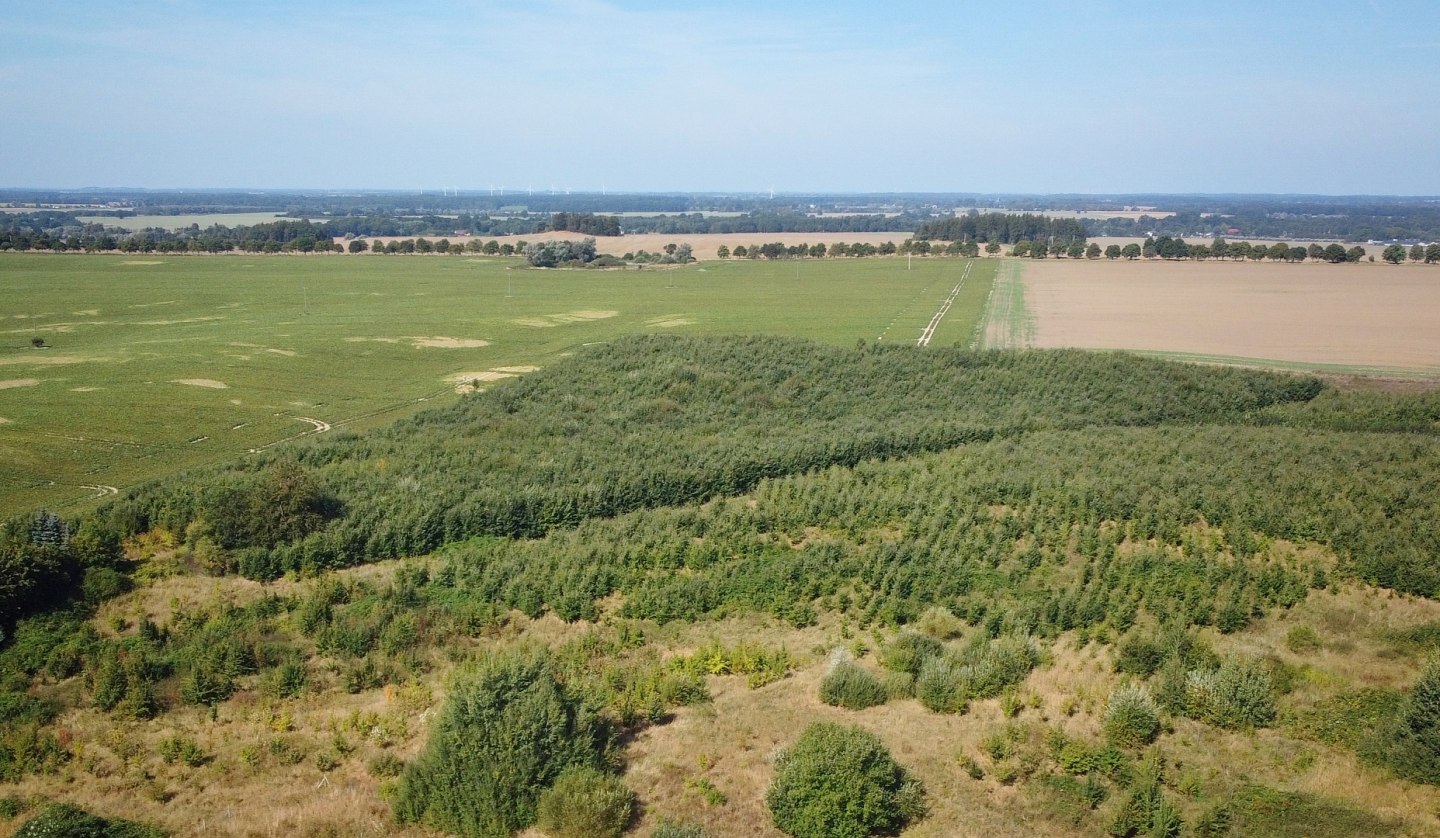 Klimawald Herren Steinfeld, © Landesforst MV