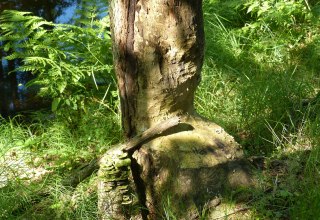 angenagter Baum am Radebach, © Naturpark Sternberger Seenland