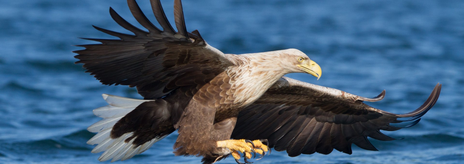 25.10_Seeadler, © Klemens Karkow