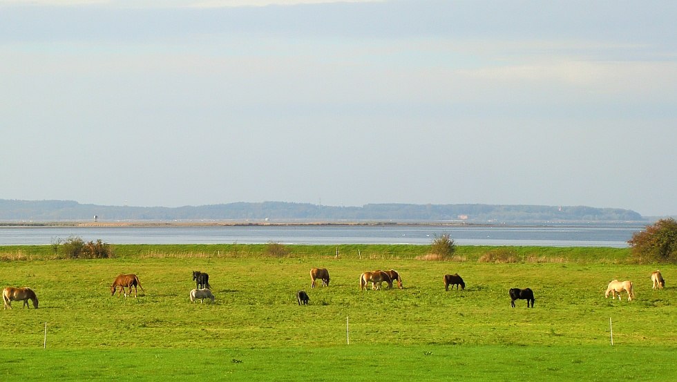 Blick auf die Pferdeweide, © Rügen-Ferienhof