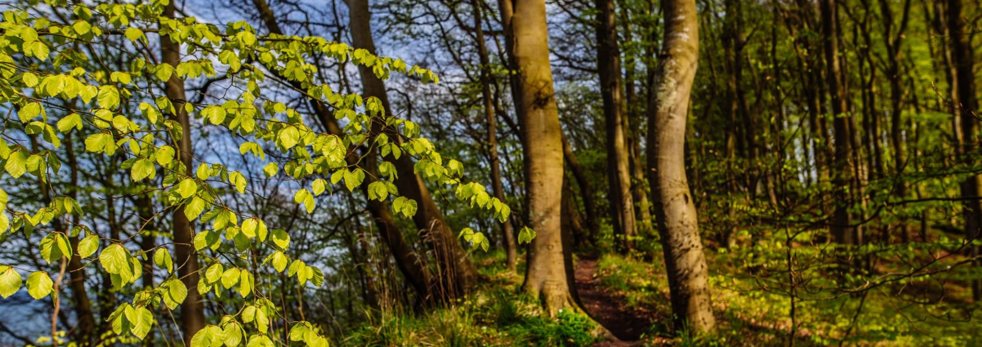 Wanderung durch Zeit und Natur, © Binzer Bucht Tourismus | Christian Thiele