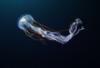 Die Qualle wurde in der Arktis neben weiteren Tiefsee-Kreaturen von Biologe und Unterwasserfotograf Alexander Semenov fotografiert. (© Alexander Semenov)