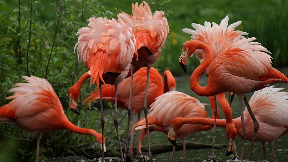 Tiere ganz nah erleben, © Zoo Schwerin/Erika Hellmich