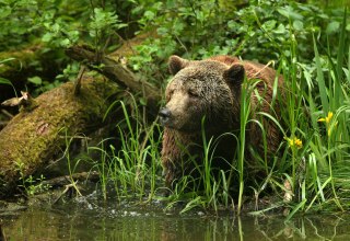 Auf den Spuren geretteter Braunbären im Bärenschutzzentrum, © Thomas Oppermann