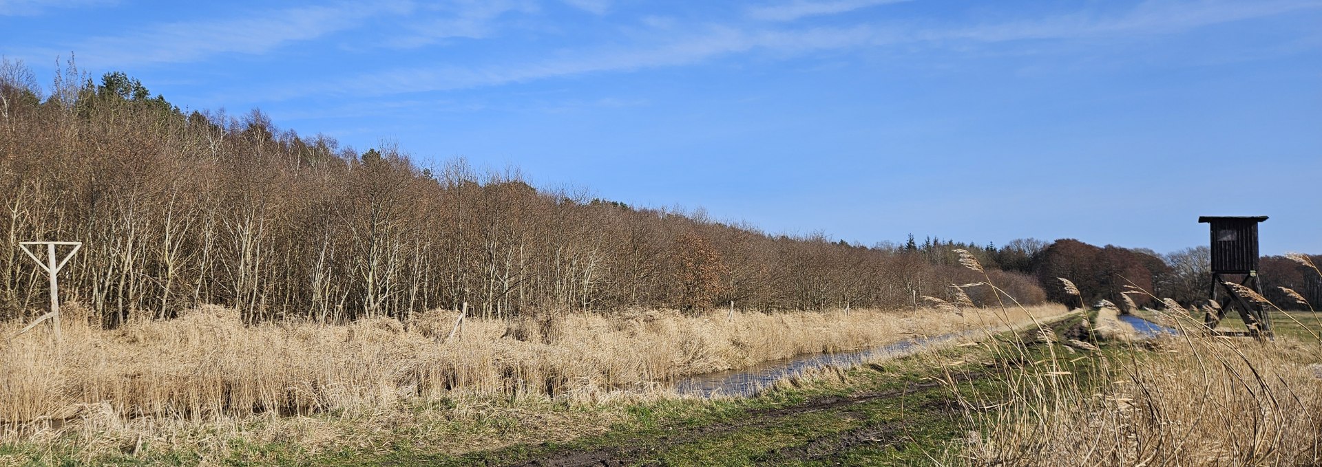 Seit 2009 wachsen die Bäume im Klimawald Damerow (Insel Usedom), © Landesforst MV