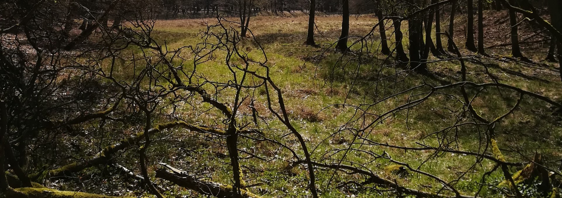 abwechslungsreiche Waldlandschaft, © B. Daedelow