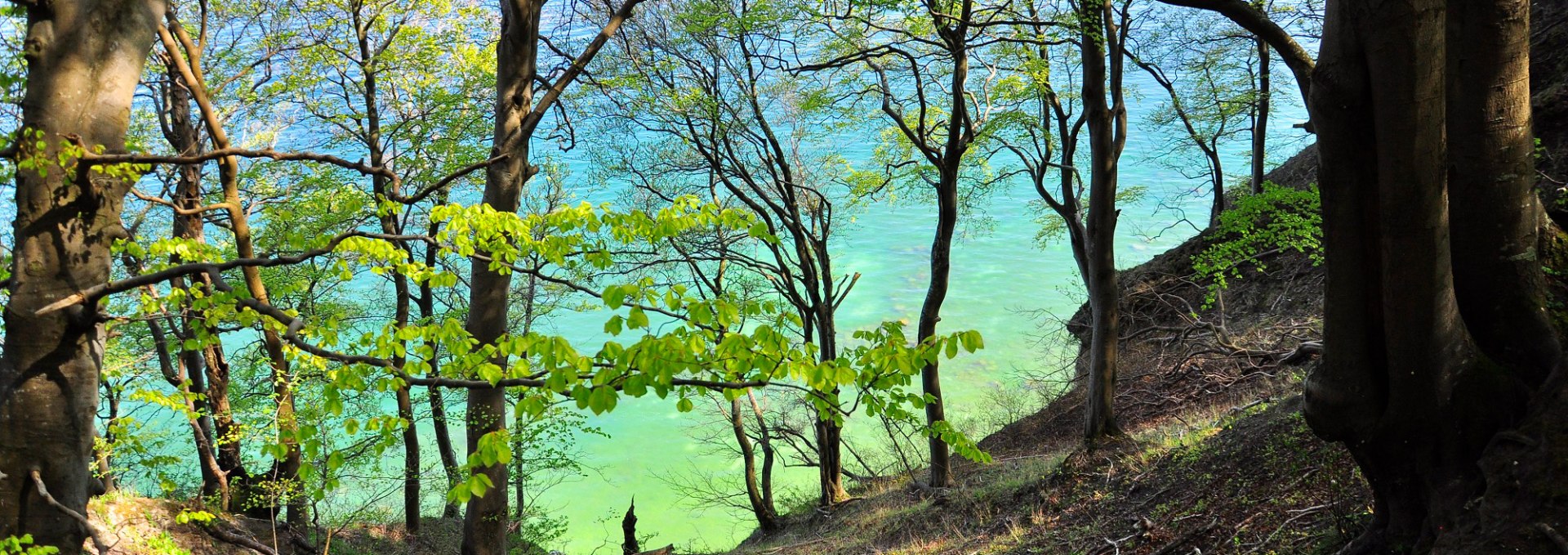 Grüner Wald auf weißer Kreide, © Nationalparkamt Vorpommern