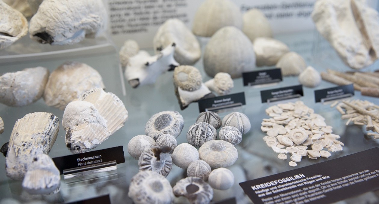 Kreidefossilien in der Ausstellung im NATUREUM Darßer Ort, © Anke Neumeister/Deutsches Meeresmuseum