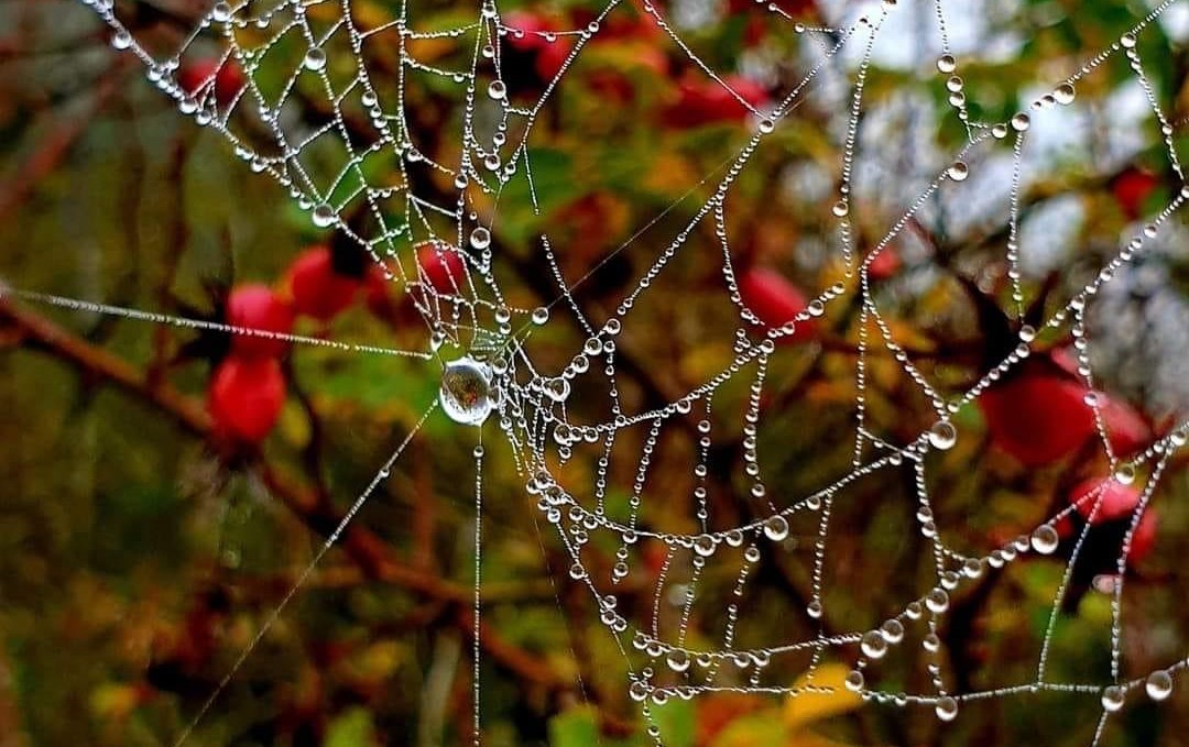 Herbst, © Südliche Boddenküste