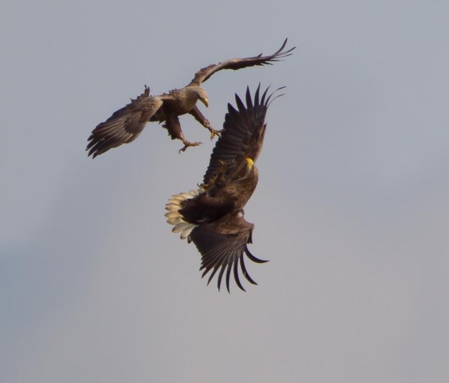 Seeadler-Tour, © Mirko Hecht