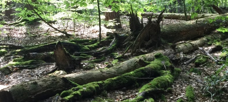 Führung in das UNESCO-Welterbe "Alte Buchenwälder", © Otto Woit