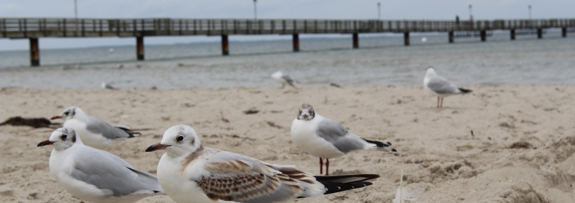 Möwen im Wind am Strand vom Seebad Lubmin, © TVV-Bock