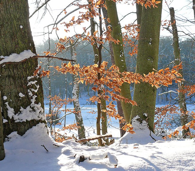 Wanderung ins neue Jahr, © Foto: Nationalparkamt Müritz