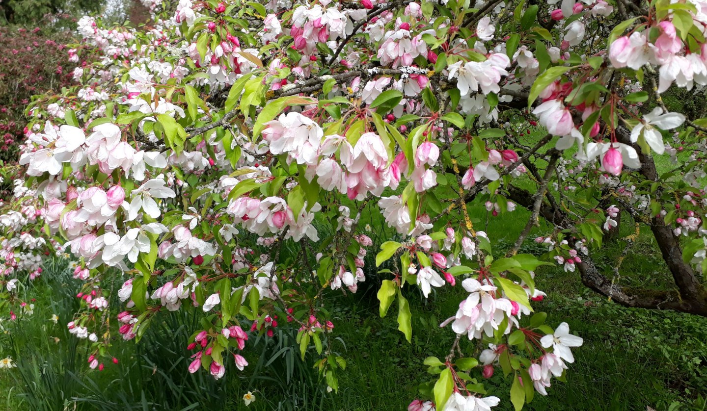 Apfelblüte im Arboretum Greifswald, © Angela Pfennig