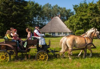 Mit den Haflingern zu den schönsten Plätzen Ummanz´, © TMV/Raff