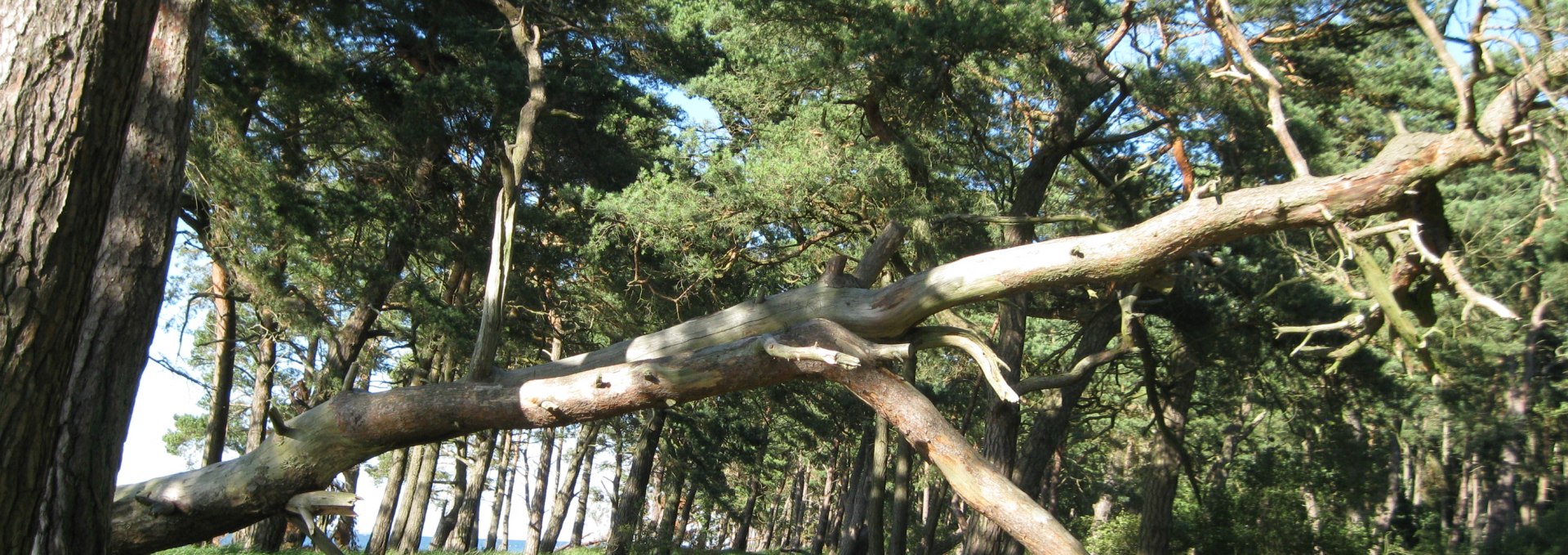 Interessante Wanderungen am Strand und durch den Küstenwald Ludwigsburg, © Angelika Michaelis