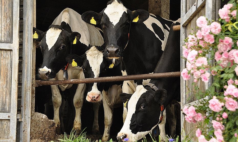 Die "Produzenten" sorgen erst dafür, dass Sie bei uns frische und unbehandelte Milch zapfen können., © Sabine Siedler