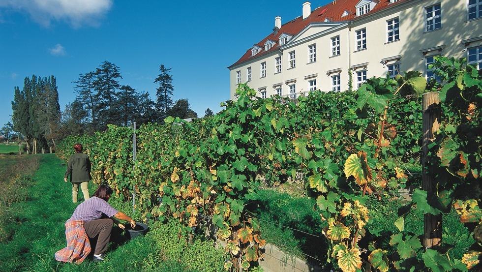 Sonniger Weinberg am Schloss Rattey an der Mecklenburgischen Seenplatte, © TMV/Legrand