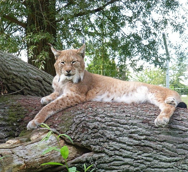 Vom Hochstand aus kann man die Luchse beobachten, © Tierpark Wismar