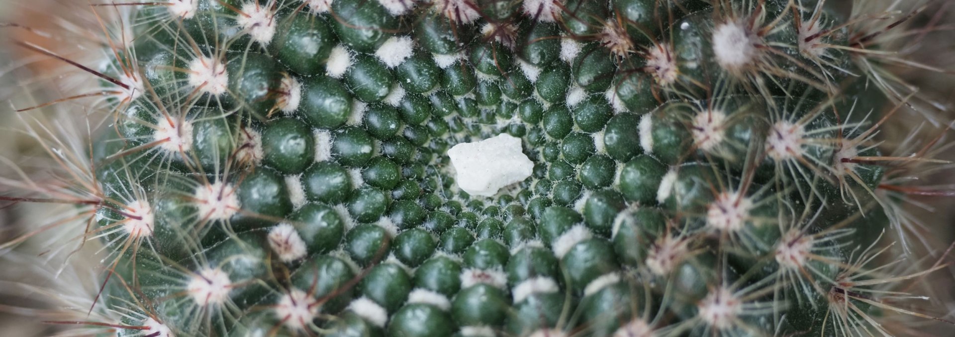 Parodia spec., © Geert-Christoph Seidlein