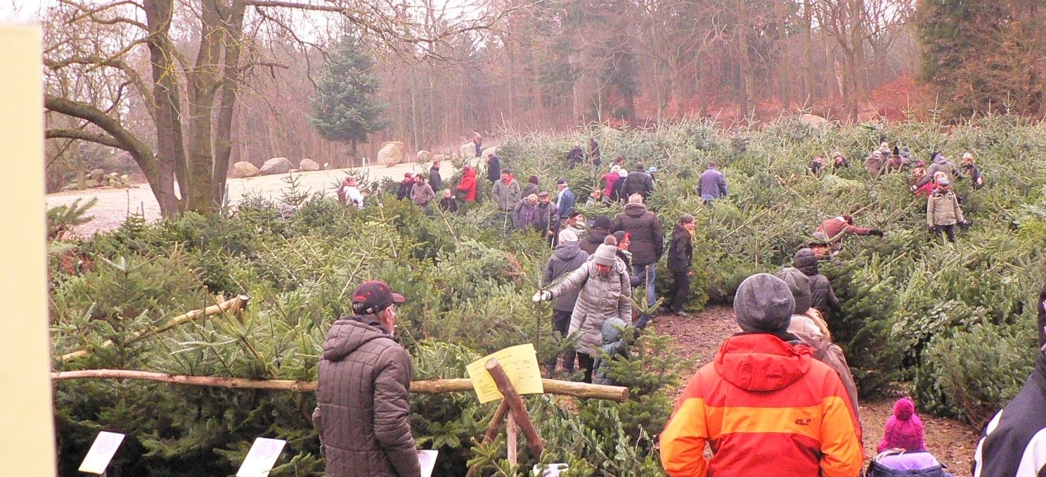 Weihnachtsbaummarkt Forstamt Neu Pudagla, © (c) Kurverwaltung Ückeritz