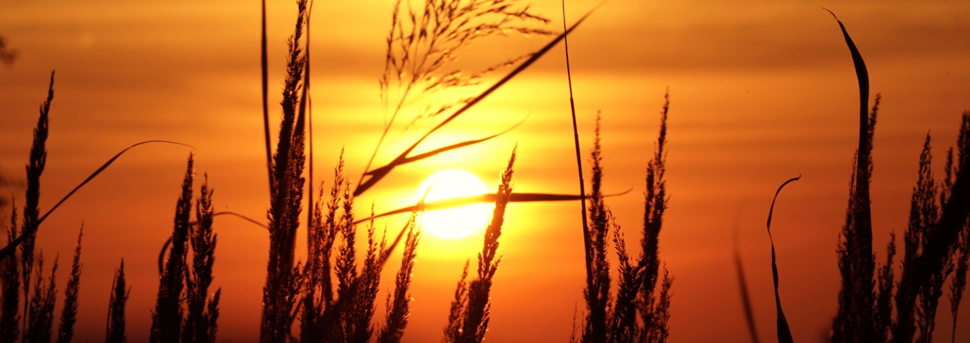 Augenwanderung Sonne Gras, © KV Mönchgut