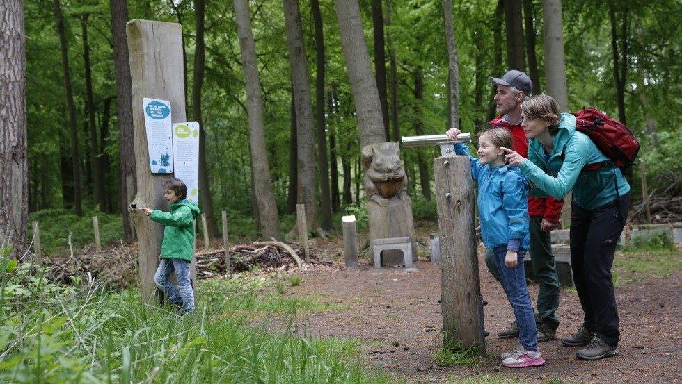 Die Wälder in und um Graal-Müritz können in der Erlebniswelt Küstenwald erforscht werden., © TMV/outdoor-visions.com