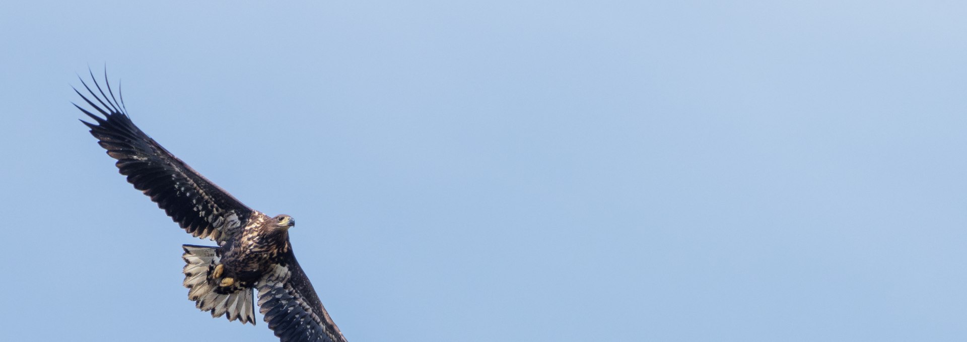 Junger Seeadler, gesehen bei meiner Seeadlertour, © Kevin Hempel/ Vogeltouren MV