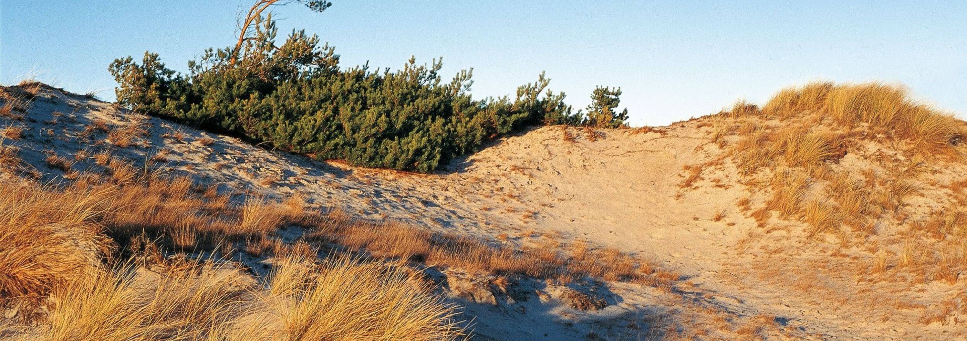 Dünenlandschaft bei Klein Schmölen, © TMV/Neumann