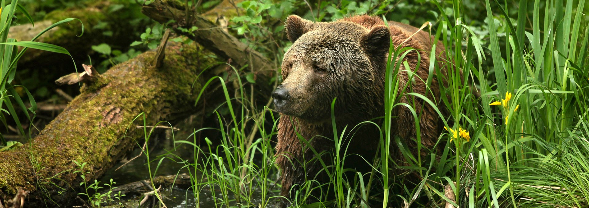 Auf den Spuren geretteter Braunbären im Bärenschutzzentrum, © Thomas Oppermann