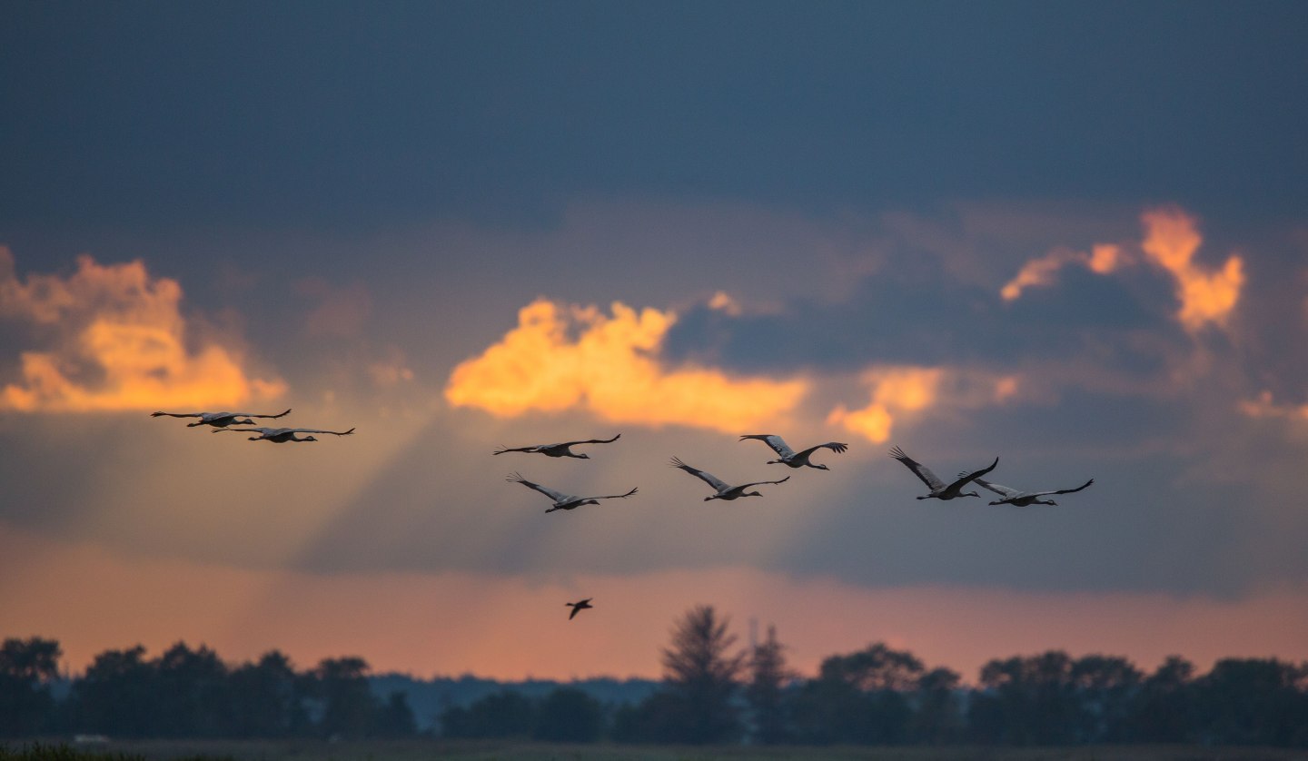 Kraniche über dem Barther Bodden, © Arndt Gläser