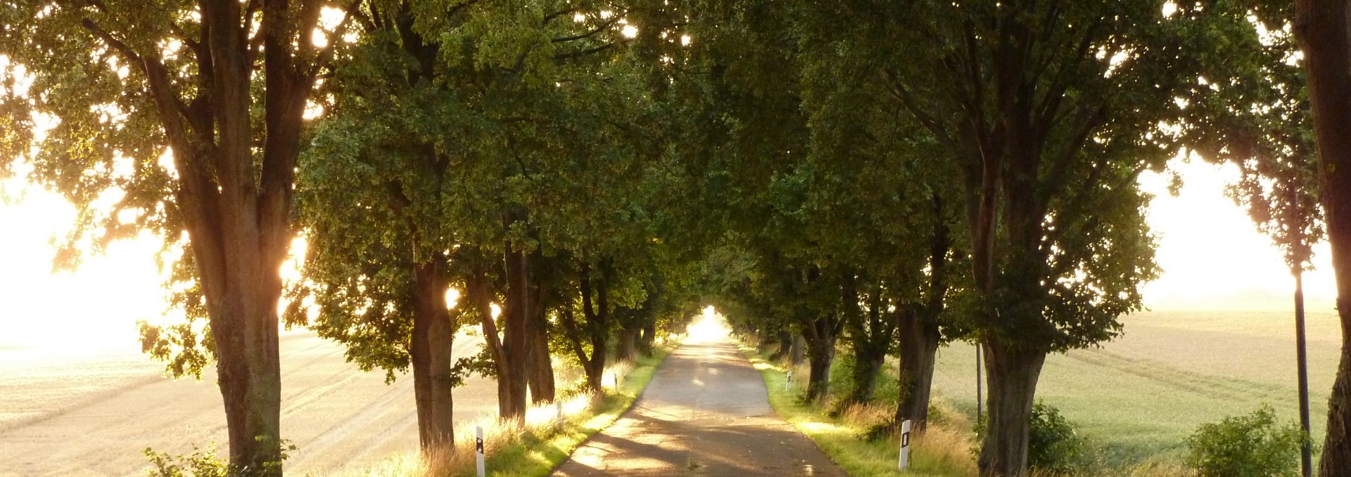 Allee im Sonnenlicht, © Gutshaus Pohnstorf GbR