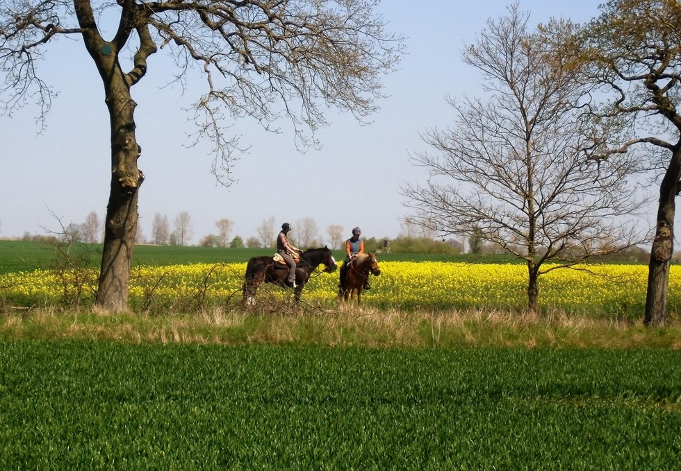 Mit dem Reiterhof Reinecke entspannte Ausritte erleben, © Elisabeth Reinecke