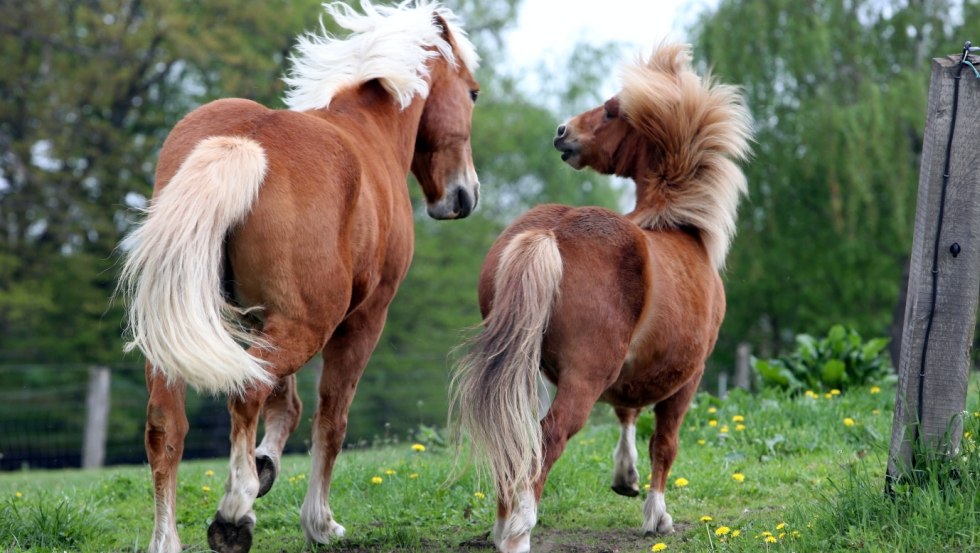 Unsere Pferde Pia und Karino, © Hof Prangendorf/Sorge