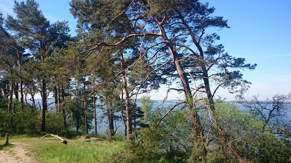 Windflüchter an der Südspitze Gnitz, © TMV/Bodieschek