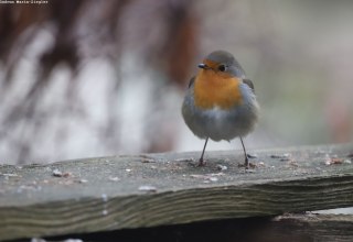 Rotkehlchen