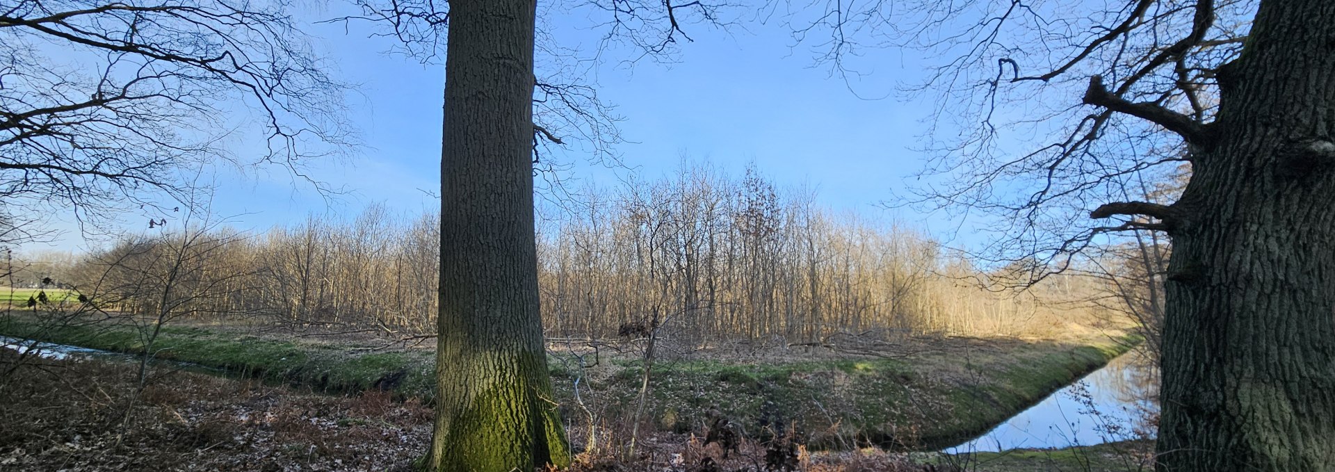 Seit 2011 wachsen die Bäume im Klimawald Koserow (Insel Usedom), © Landesforst MV