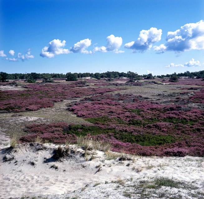 Heideblüte auf Hiddensee, © NPA Vorpommern