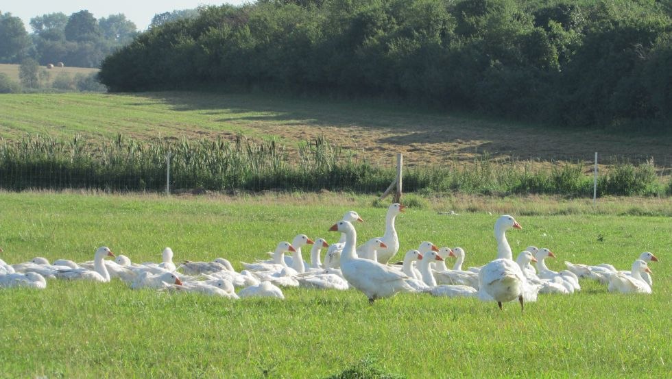 Die Gänse verbringen ihre Zeit von Sonnenaufgang bis Sonnenuntergang auf der Weide. Die Nächte verbringen sie auf Stroh gebettet im Stall., © Grüner Gänsehof